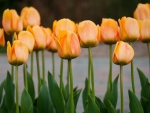 Tulips