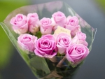 Bouquet of pink roses