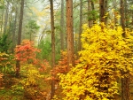 Autumn Forest