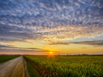 Indiana-Cornfield-Sunset
