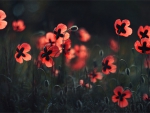 Red Poppies