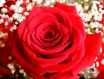 Lovely Red Rose!