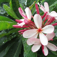 frangipani in garden