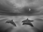 Dolphins