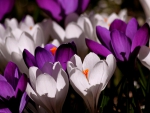 Crocus Flowers!