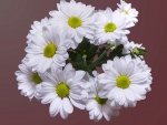 Lovely White Flowers!