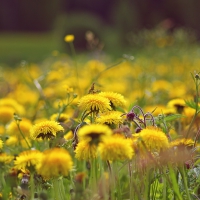 dandelion field