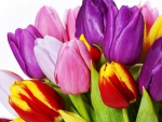 Colorful tulips