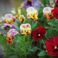 spring pansies