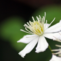 Clematis flower
