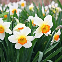 daffodils