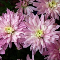 chrysanthemums