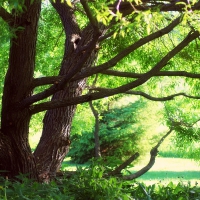 under the willow tree