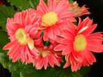 Gerbera Daisies