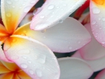 Wet Plumeria!