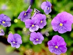 Violets