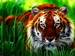 Beautiful Tiger