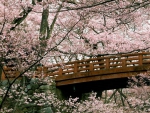 Sakura Bridge