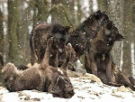 Pack of Black Wolves