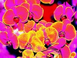 Purle-yellow orchids