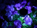 ~~; Blue Petunias ;~~