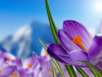 Mountain crocuses