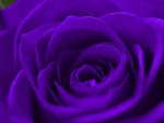 Gorgeous Purple Rose!