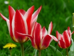 LARGE, Medium and small Tulips!