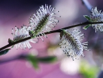 Willow branch in spring.