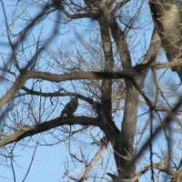 Texas Panhandle Great Horned Owl