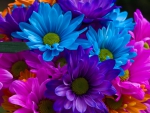 Colourful Daisies!