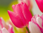 Stunning Pink Tulips!