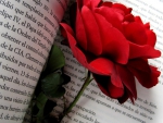 Red rose on book pages