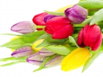 Bouquet of colorful tulips