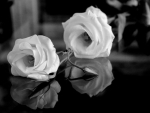 White Roses