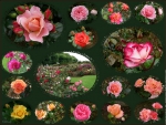 Jardin-De-Roses