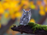 owl