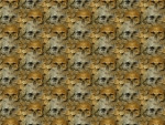 Skullz N Bones