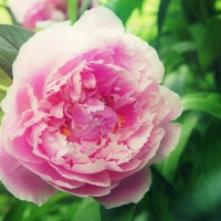 Peony