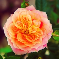 Mandarin Rose