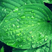rainy Hosta
