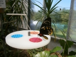 Butterfly house