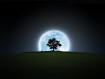 Moon tree