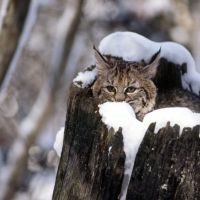 Snow Lynx!