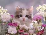 kitten among flowers