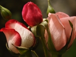 Love Roses