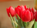 My favorite red Tulips.