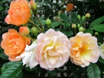 Lovely Roses