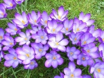 Crocus Flowers!