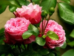 3 Lovely Roses!